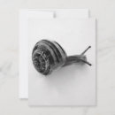 Recherche de snails cartes postales Spirale