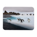 Recherche de collier magnets Animal