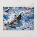 Recherche de oiseaux de neige cartes postales Hiver