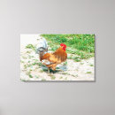 Recherche de coq rouge posters Vert
