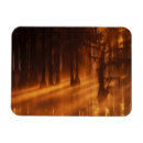 Recherche de cypr magnets Brouillard