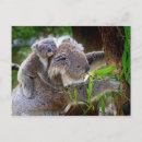 Recherche de ours gris cartes postales Mignon