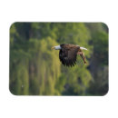 Recherche de aigles magnets Nature
