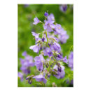 Recherche de jacinthes posters Photographie
