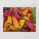 Recherche de poivrons cartes postales Jardin