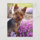 Recherche de yorkshire cartes postales Chiot