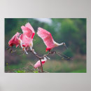 Recherche de coloniaux posters Oiseau