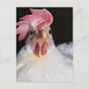 Recherche de leghorn cartes postales Oiseau