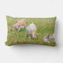 Zoek naar boerderijdieren kussens Kinderdecor