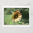 Recherche de septembre cartes postales Fleurs
