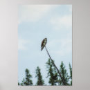 Zoek naar sprei posters Wilde dieren