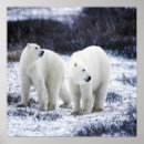 Recherche de ours polaire posters Sauvage