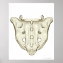 Recherche de sacrum Médical