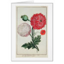 Recherche de somniferum Fleurs