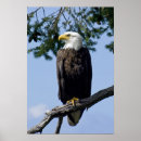 Recherche de aigle art Chauve