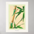 Recherche de bambou art Encre