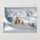 Recherche de ours polaires cartes postales Ursus maritime