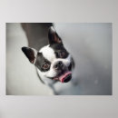 Recherche de chien bouledogue art Drôle