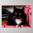 Recherche de kitty posters Animal