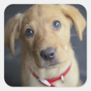 Zoek naar labrador puppy stickers Gouden opvrager