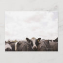 Recherche de troupeau cartes postales Animaux
