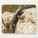 Recherche de épineux tapis souris Nature