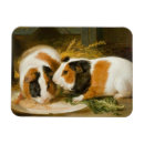 Recherche de gerbilles magnets Hamster