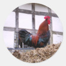 Recherche de poulailler autocollants Coq