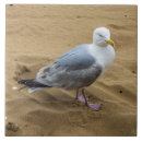 Recherche de mouette carreaux Céramique