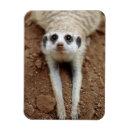 Recherche de suricate magnets Animal