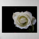 Zoek naar condoléances posters Zwart