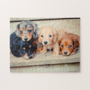 Recherche de dachshund puzzles Chiot