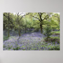 Recherche de jacinthe des bois posters Fleurs sauvages