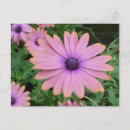 Recherche de marguerite rose cartes postales Jardin