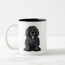 Recherche de chien terre neuve tasses Newfie