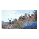 Recherche de faune art Blanc