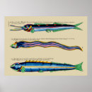 Recherche de anguille posters Poissons