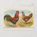 Recherche de leghorn cartes postales Vintage