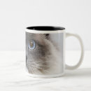 Recherche de de portrait tasses Chat