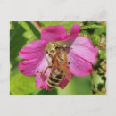 Recherche de abeilles sauvages cartes postales Fleur sauvage
