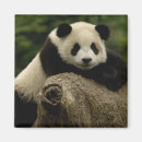 Recherche de comportement magnets Panda