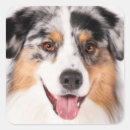Zoek naar australische herder stickers Puppy