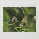 Recherche de jaseur cartes postales Faune