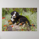 Recherche de fleurs de chien posters Jardin