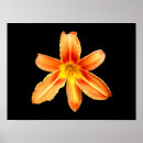 Recherche de orange tiger posters Pour tous
