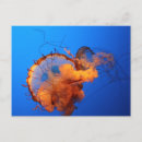 Recherche de méduses cartes postales Aquarium