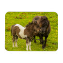 Recherche de jument magnets Poney