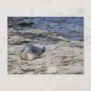 Recherche de phoque bébé cartes postales Océan