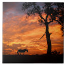 Recherche de beau cheval carreaux Nature