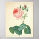 Recherche de redouté posters Fleurs